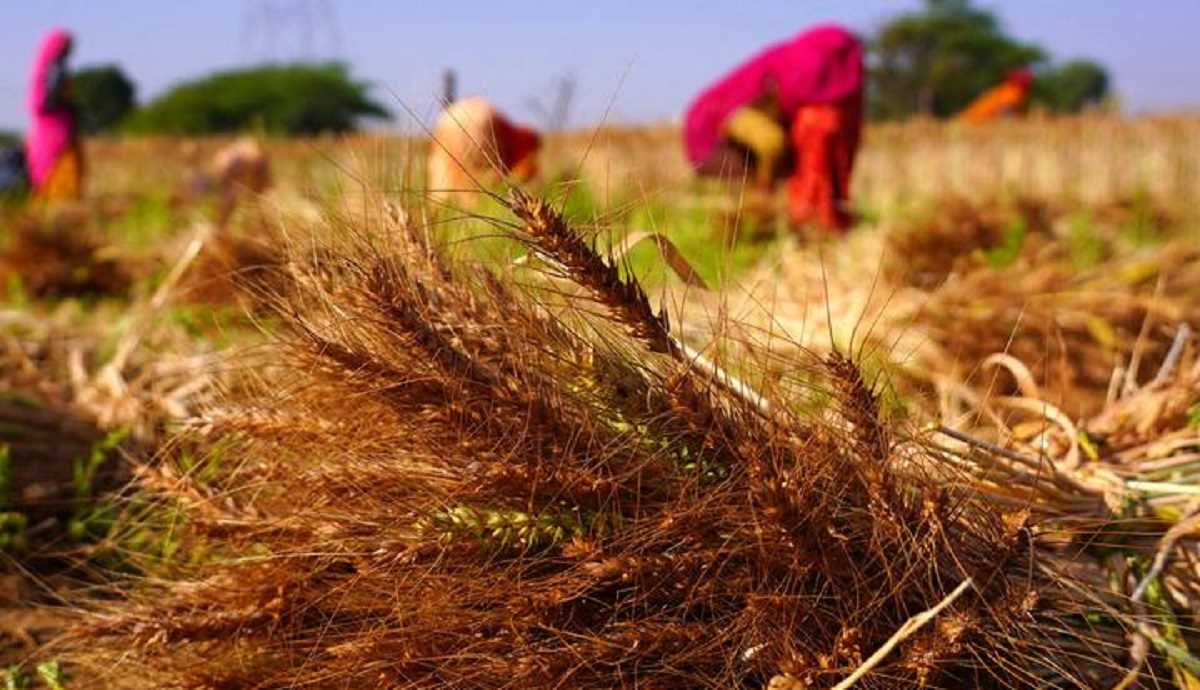 मौसम की मार से जूझते खेत महिलाओं के लिए बड़ी मुसीबत