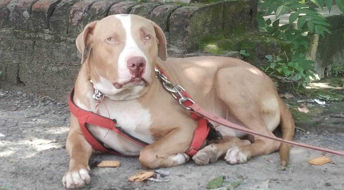 यूपी के मेरठ में पिटबुल की चोरी का अजीबोगरीब मामला