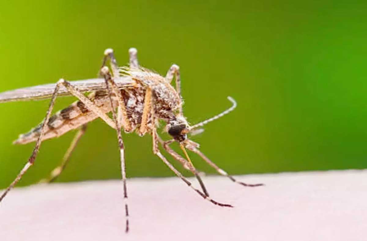 जालंधर में डेंगू के लार्वा की जांच के लिए आज से होगा घर-घर सर्वेक्षण जालंधर में डेंगू के लार्वा की जांच के लिए आज से होगा घर-घर सर्वेक्षण