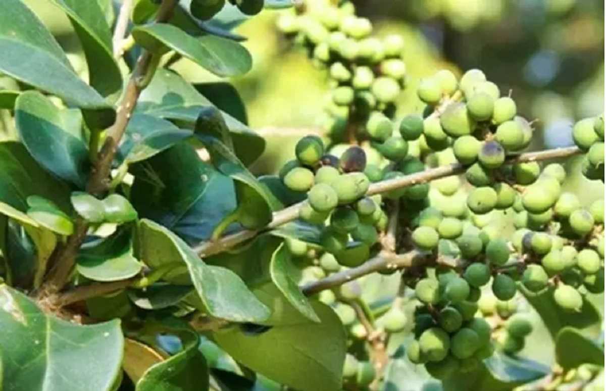 आंख, कान और पेट समेत इन रोगों में रामबाण सा असर करता है ‘गुग्गुल’