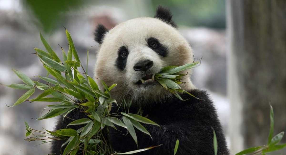 चीन की पांडा कूटनीति के कई हैं विजेता