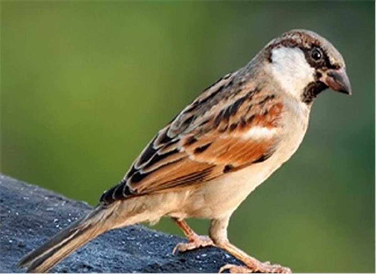 20 मार्च विश्व गौरैया दिवस : क्यों रूठ गई हमसे गौरैया