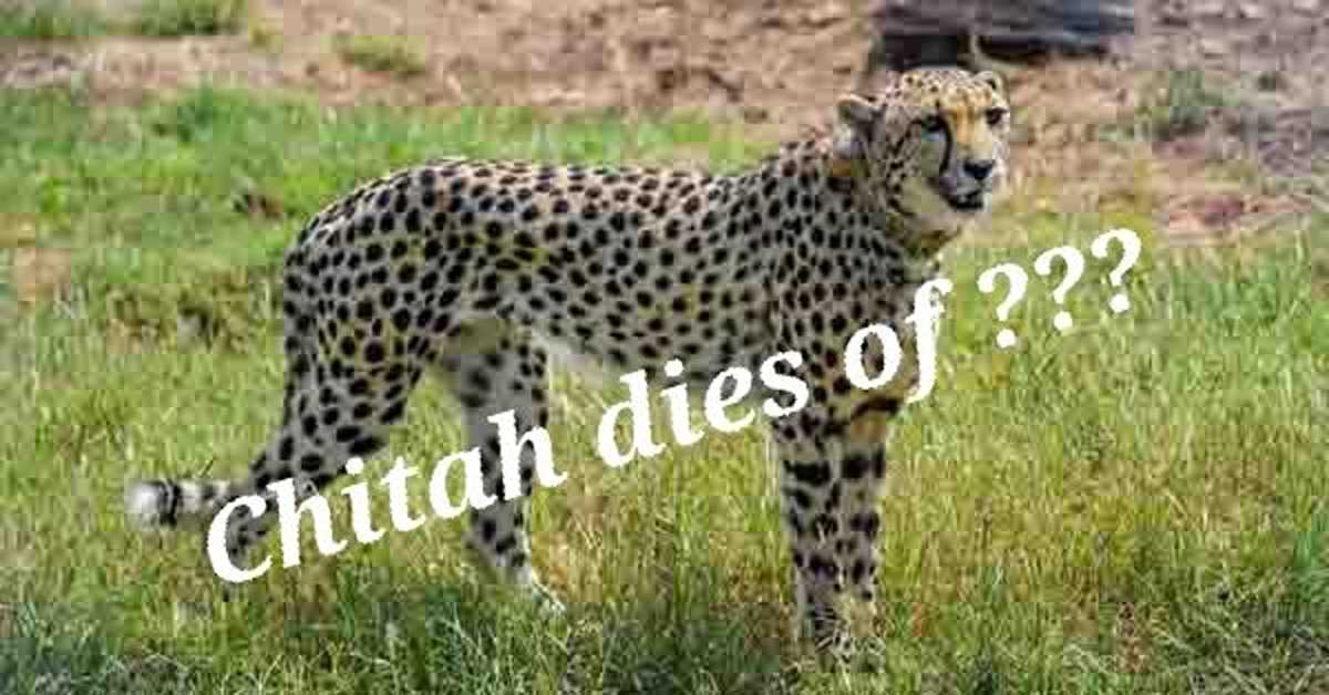 नहीं रही साशा, प्रधानमंत्री मोदी के महत्वाकांक्षी चीता प्रोजेक्ट को झटका