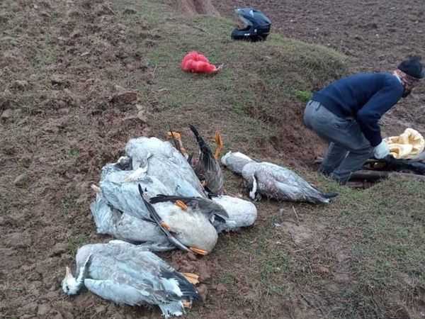 मध्य प्रदेश में तेजी से फैल रहा है बर्ड फ्लू ,  13 जिलों में अलर्ट