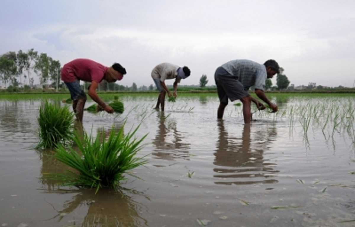 खरीफ फसल के बुवाई क्षेत्र में 2.5 प्रतिशत की गिरावट