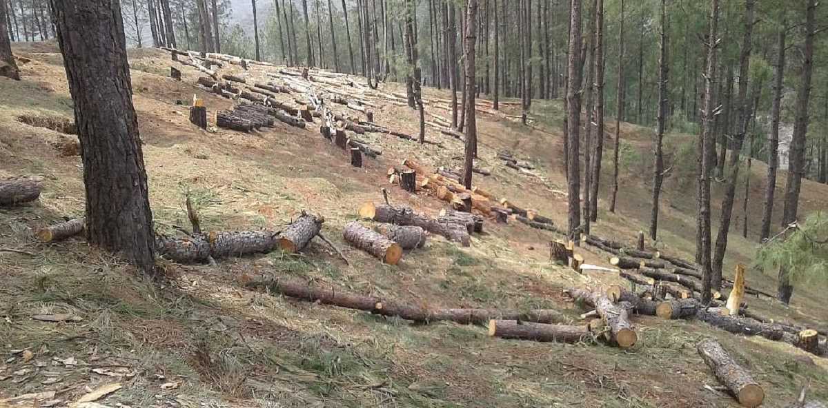 तमिलनाडु लाएगा वृक्ष अधिनियम, पेड़ों की अवैध कटाई पर होगी गिरफ्तारी तमिलनाडु लाएगा वृक्ष अधिनियम, पेड़ों की अवैध कटाई पर होगी गिरफ्तारी