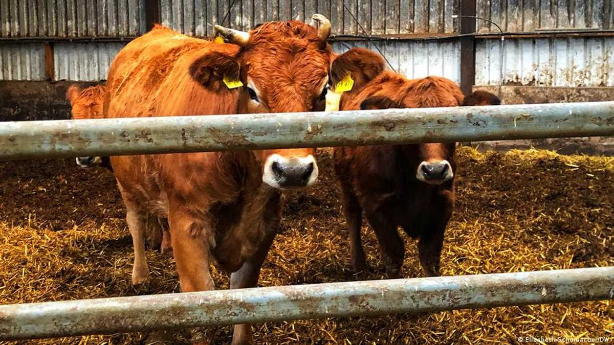 महंगाई ने जर्मनी में छोटे किसानों की कमर तोड़ दी है महंगाई ने जर्मनी में छोटे किसानों की कमर तोड़ दी है