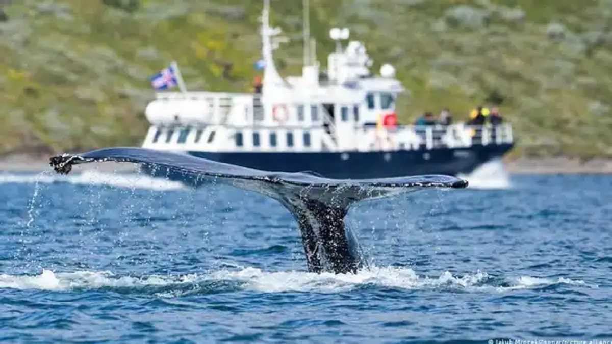 तस्करों से मिली व्हेल की उलटी, कीमत दो करोड़ रुपये प्रति किलोग्राम तस्करों से मिली व्हेल की उलटी, कीमत दो करोड़ रुपये प्रति किलोग्राम