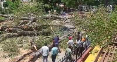 चंडीगढ़: स्कूल में पेड़ गिरने से छात्रा की मौत , 14 घायल चंडीगढ़: स्कूल में पेड़ गिरने से छात्रा की मौत , 14 घायल