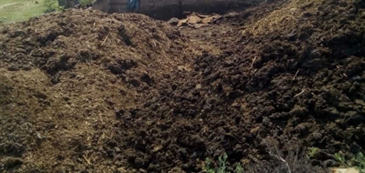 छत्तीसगढ़ में 175 करोड़ के गोबर की खरीदी, हजारों परिवार की बदली जिंदगी