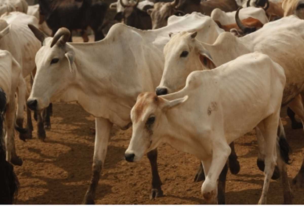 धर्मांतरण व गोवध पर पेजावर संत के और अधिक कड़े कानून की मांग पर छिड़ी बहस