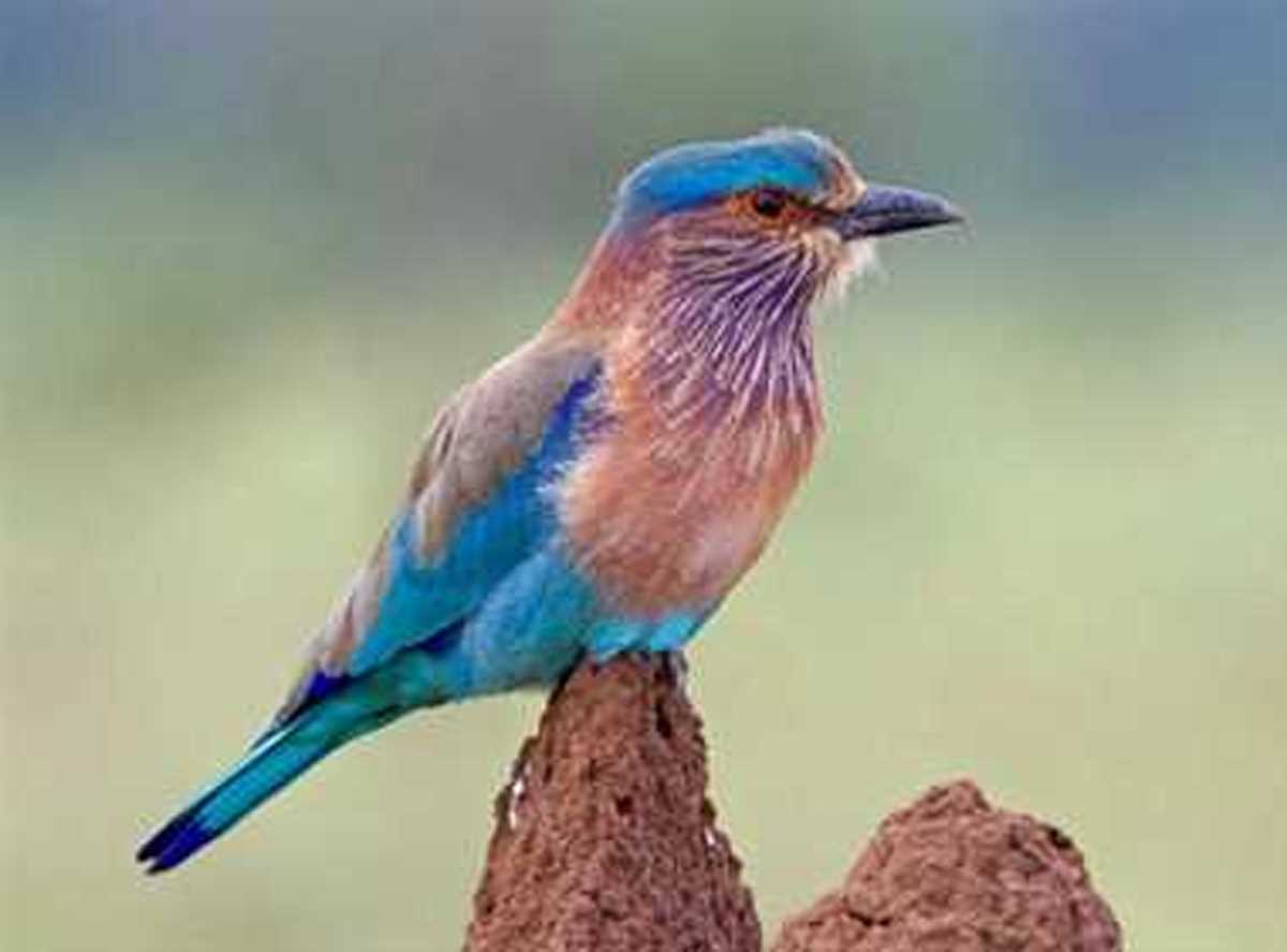 कभी पंछी बनकर कभी सय्याद बनकर