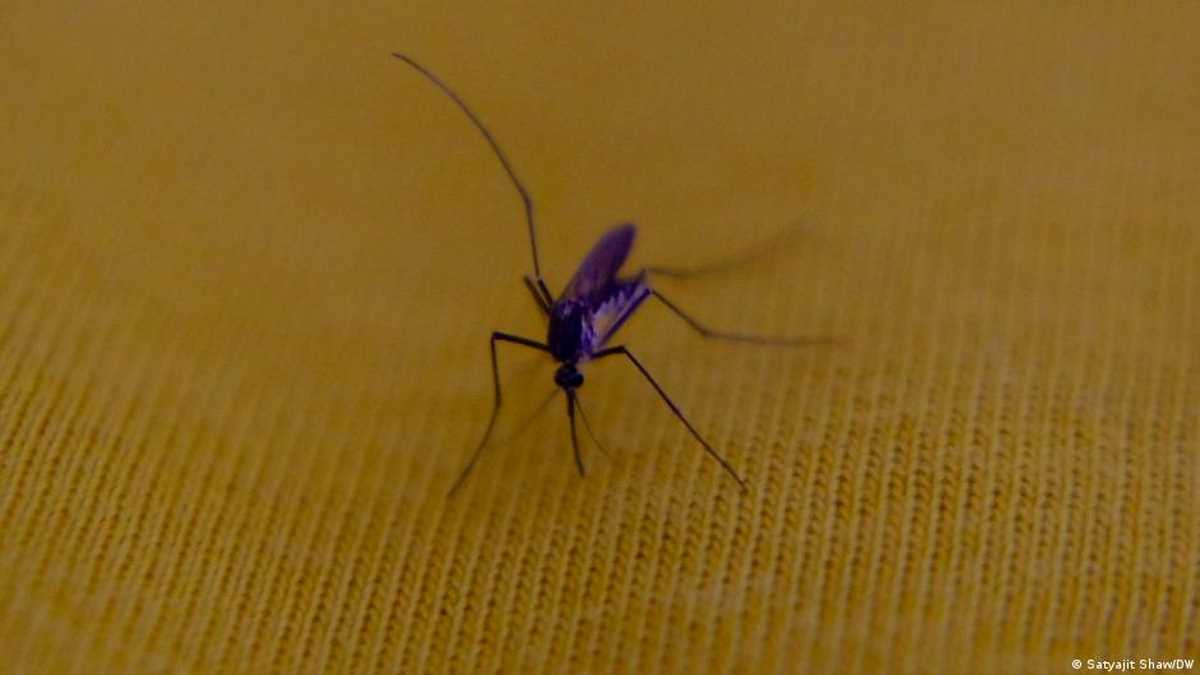 पशुओं पर सफल ट्रायल से डेंगू के इलाज की उम्मीद बढ़ी