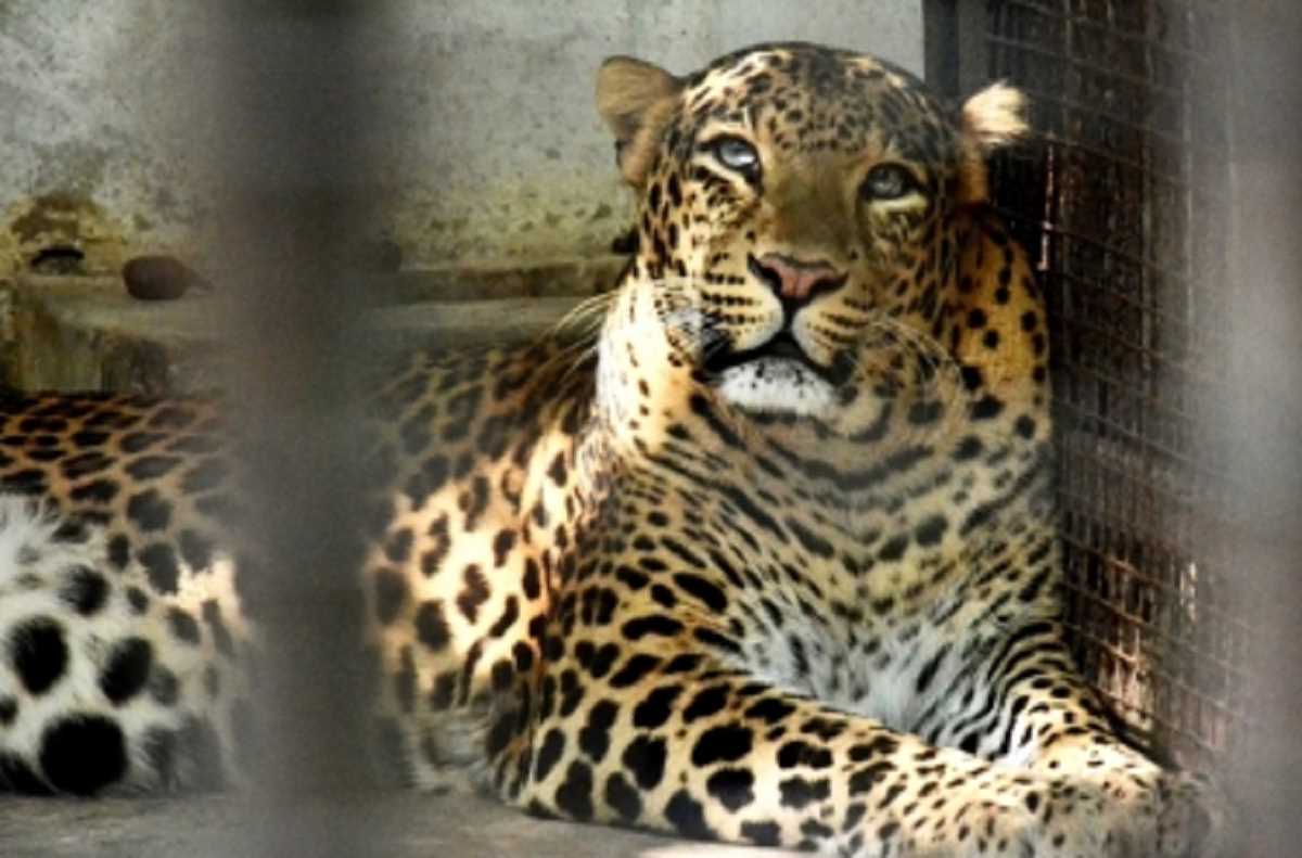 जम्मू-कश्मीर के बडगाम में ट्रक के नीचे आराम करता मिला तेंदुआ