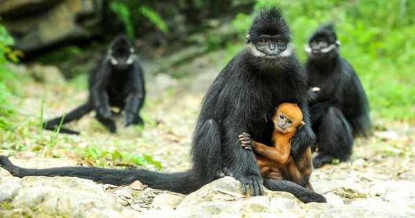 बढ़ती गर्मी की वजह से इंसानों के रहने लायक नहीं बचेगा कुवैत