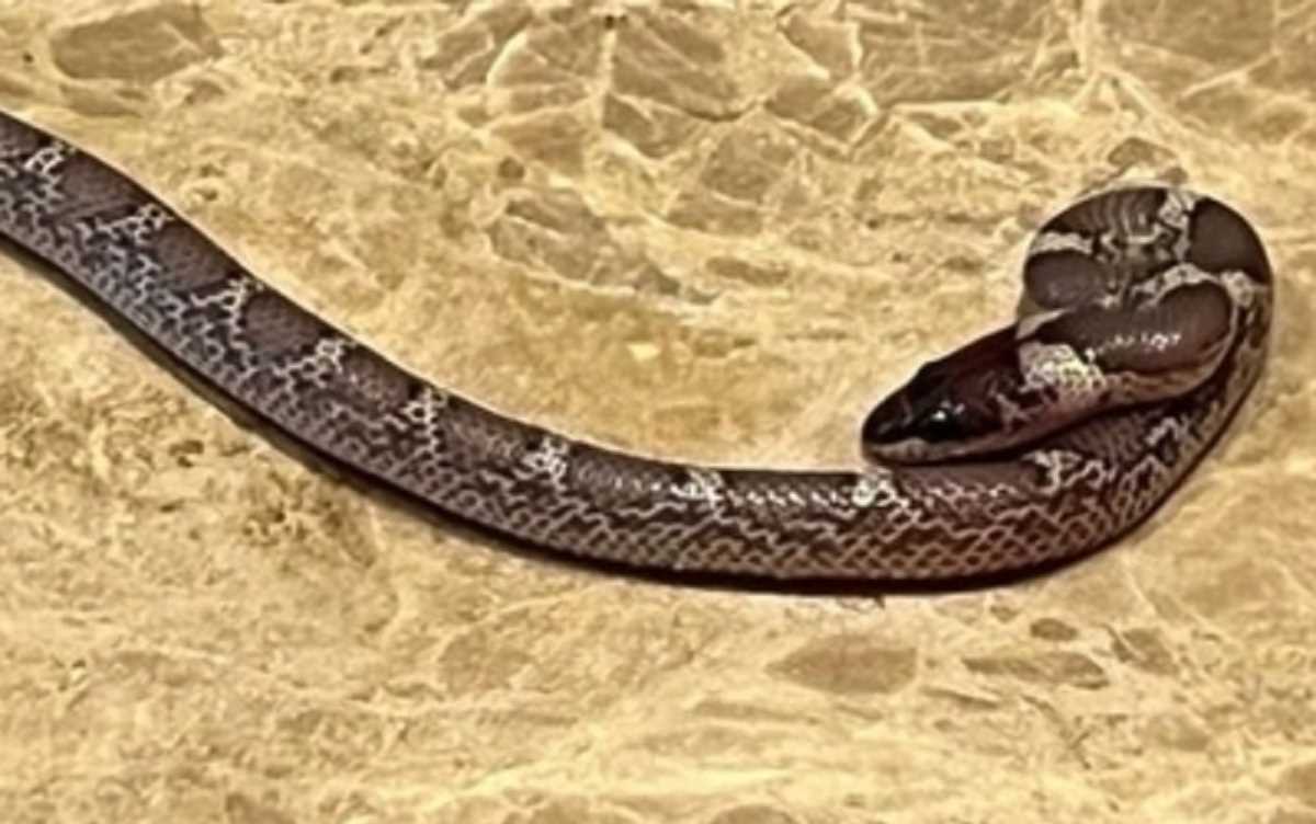 ऑस्ट्रेलिया के पूर्व क्रिकेटर के कमरे में निकला सांप, जॉनसन ने शेयर की तस्वीर