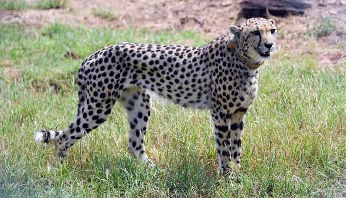 क्या भारत में टिक पाएंगे नामीबिया के चीते क्या भारत में टिक पाएंगे नामीबिया के चीते