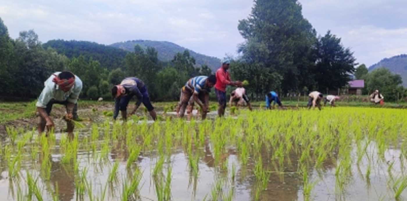 भारत: खरीफ सीजन में चावल का उत्पादन 12 मिलियन टन तक सकता है भारत: खरीफ सीजन में चावल का उत्पादन 12 मिलियन टन तक सकता है