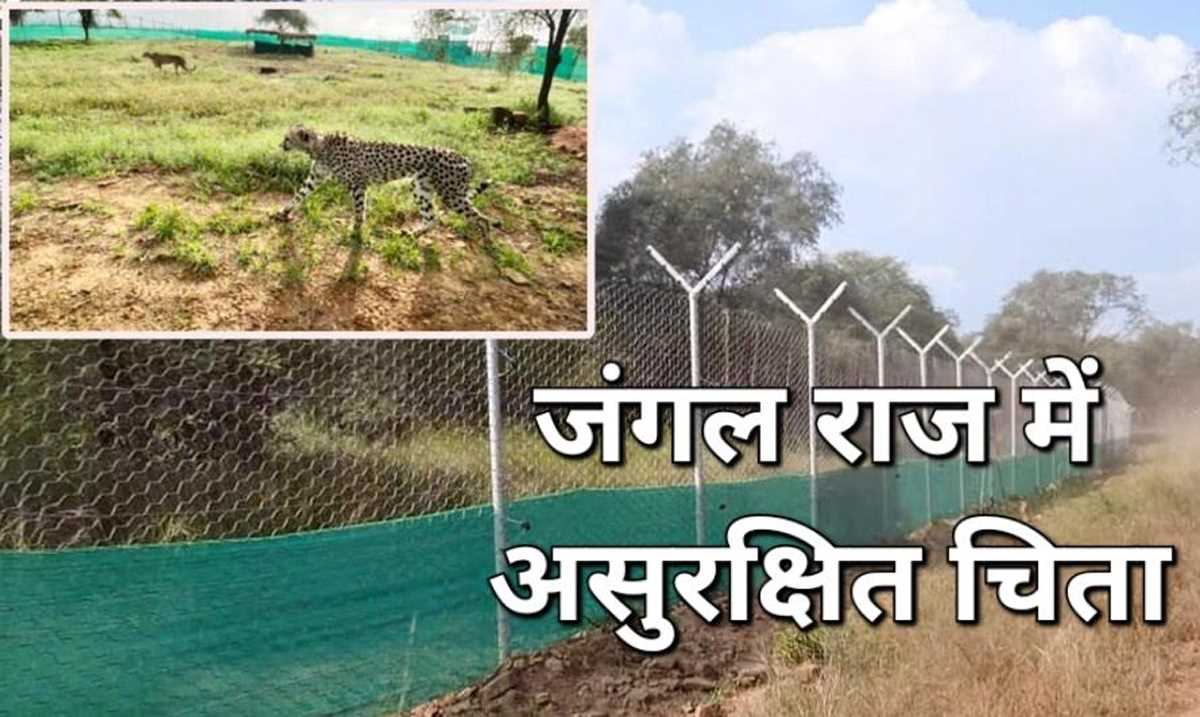 चीतों की मौत पर एमपी के वन मंत्री का जंगल छाप बयान