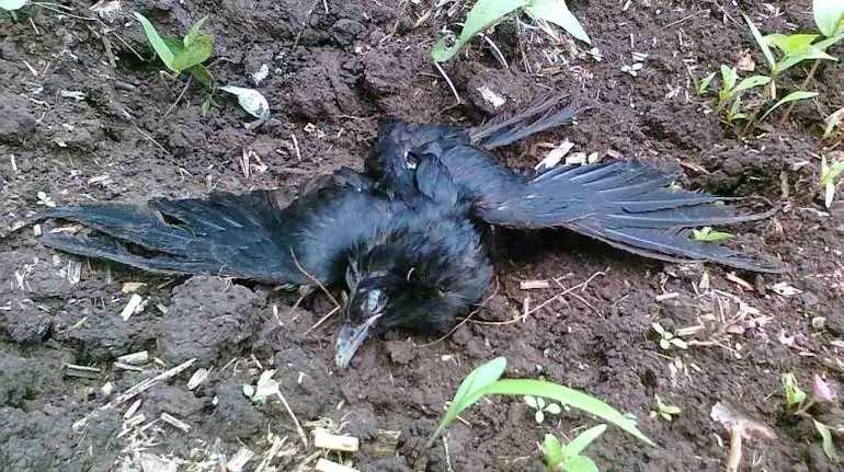 मध्य प्रदेश में बर्ड फ्लू की हुई पुष्टि, गंभीर है शिवराज सरकार