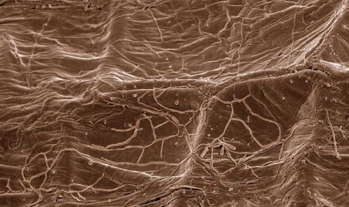 जमीन के नीचे है पेड़ों को जोड़ने वाला जादुई नेटवर्क