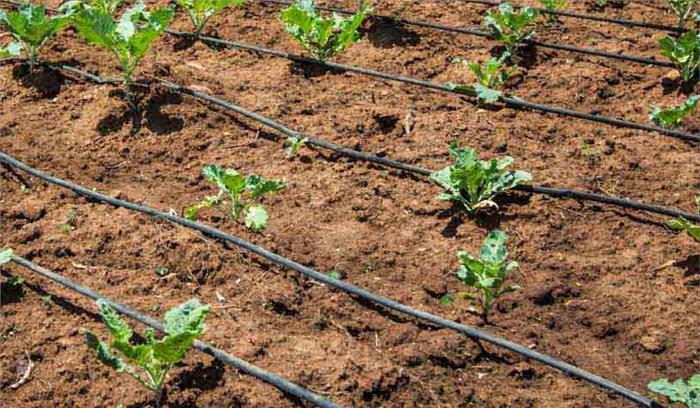 सिंचाई परियोजनाओं के लिए 75 करोड़ स्वीकृत