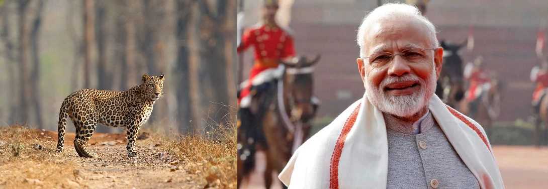 Mann Ki Baat: देश में शेर, बाघ और तेंदुओं की आबादी बढ़ने पर PM मोदी ने जताई खुशी