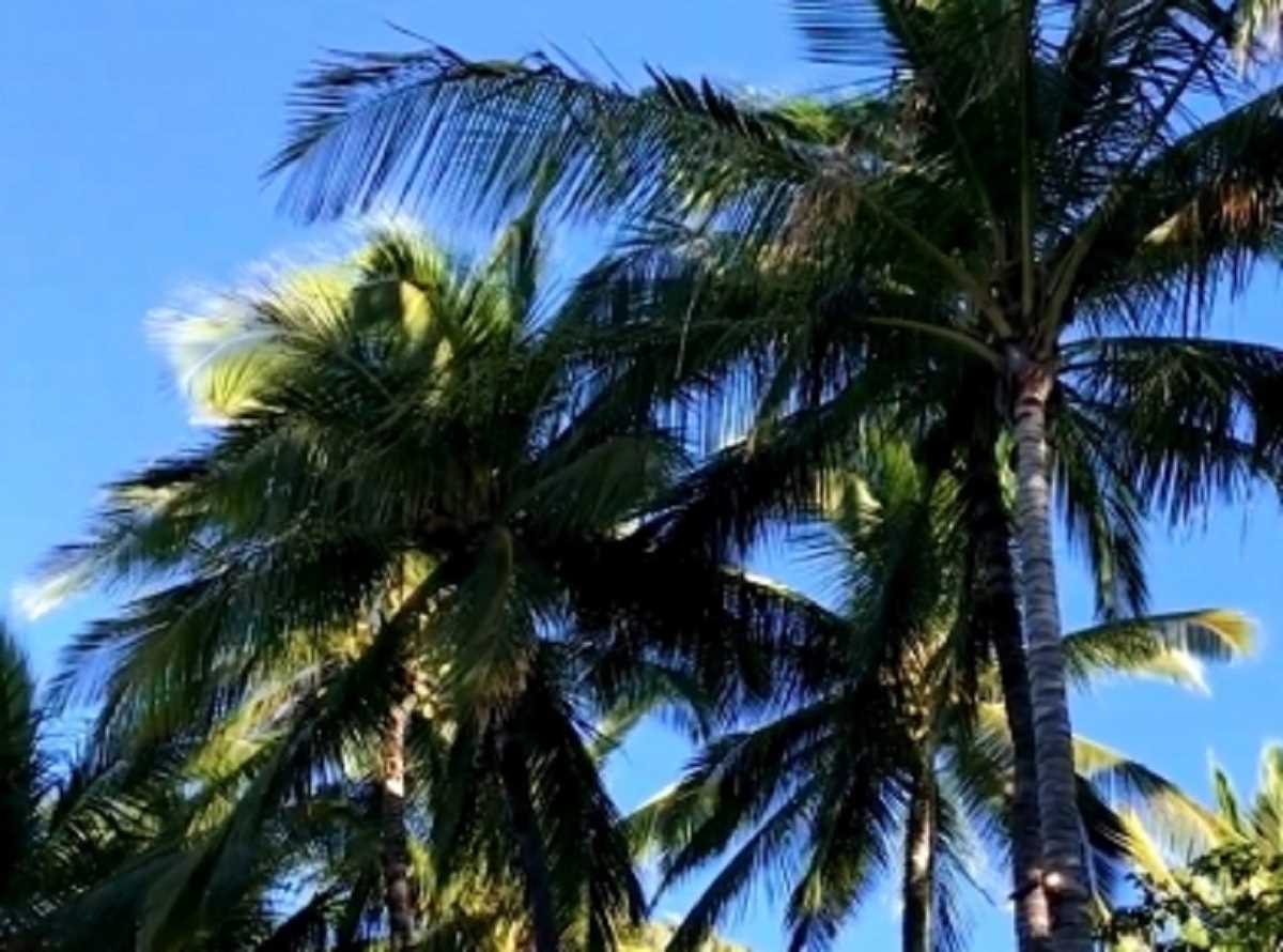 तीन घंटे की मशक्कत के बाद दमकल अधिकारियों ने केरल के ठेकेदार को नारियल के पेड़ से उतारा