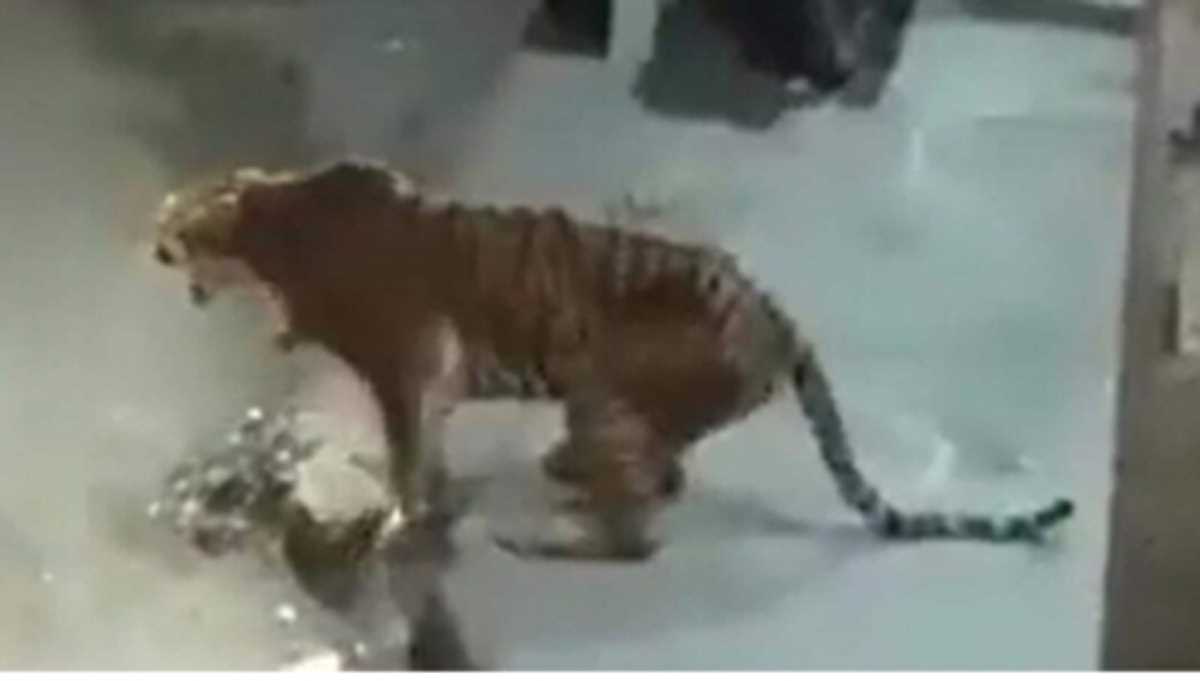 बाजार में घूमती बाघिन पर वन कर्मियों की हवाई फायरिंग से मौत, छर्रा लगने का दावा कर रहा है विभाग बाजार में घूमती बाघिन पर वन कर्मियों की हवाई फायरिंग से मौत, छर्रा लगने का दावा कर रहा है विभाग