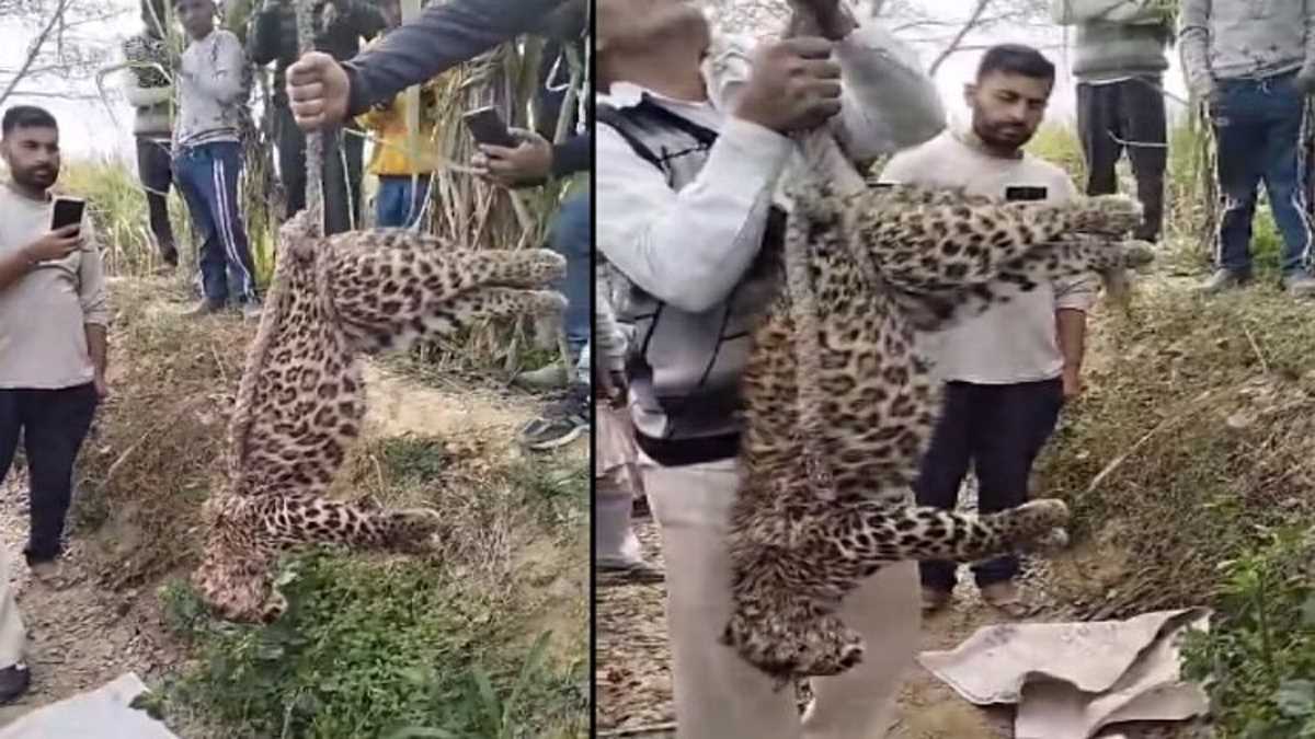 शामली में पेड़ से लटका मिला तेंदुआ का शव, जांच में जुटा वन विभाग शामली में पेड़ से लटका मिला तेंदुआ का शव, जांच में जुटा वन विभाग