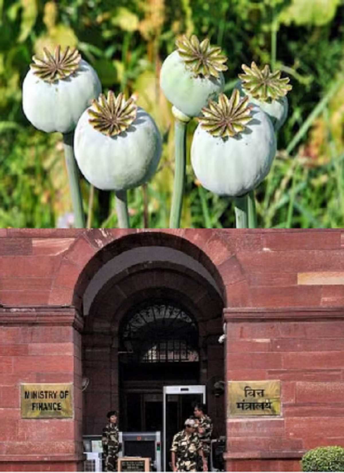 सोशल मीडिया पर उठे सवाल पर वित्त मंत्रालय ने अफीम लाइसेंस की निगरानी के लिए तैनात किया खास दल