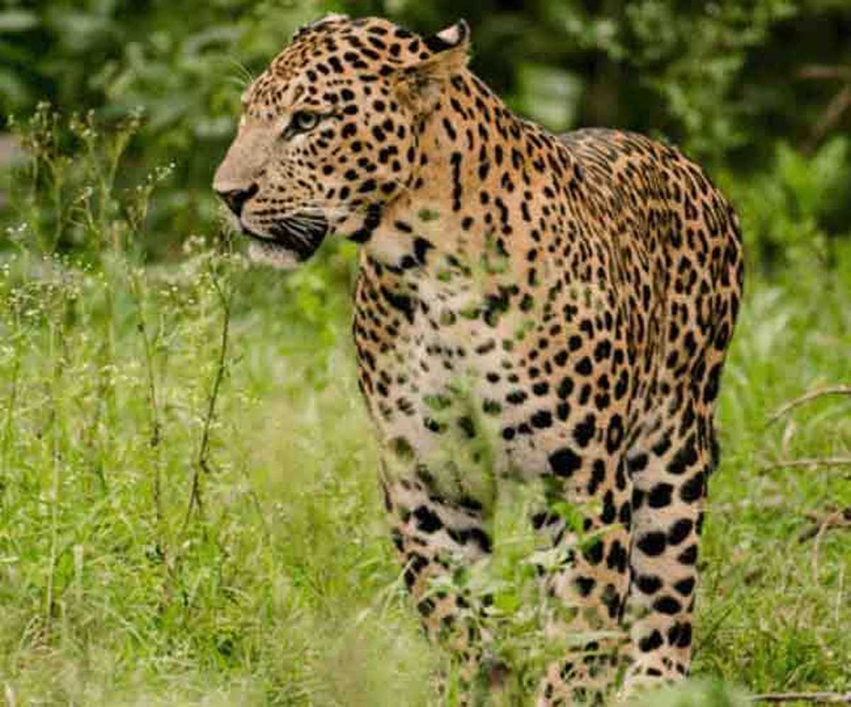 बच्ची को मारने वाला तेंदुआ पकड़ा गया, मधुमलाई टाइगर रिजर्व में छोड़ा