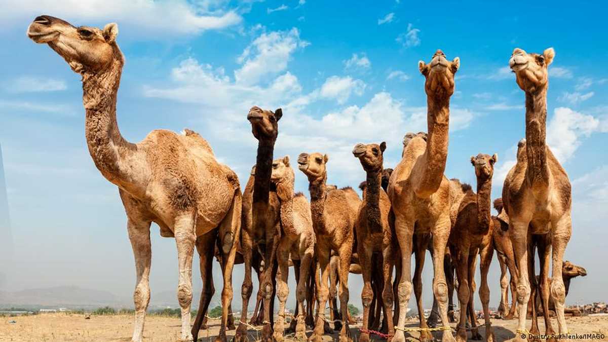 राजस्थान के ऊंट पालने वालों को अब भाने लगी है धूप