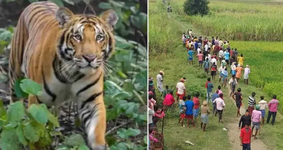 मारा गया आदमखोर बाघ, बिहार में 7 घंटे के ऑपरेशन के बाद टाइगर के आतंक का अंत मारा गया आदमखोर बाघ, बिहार में 7 घंटे के ऑपरेशन के बाद टाइगर के आतंक का अंत