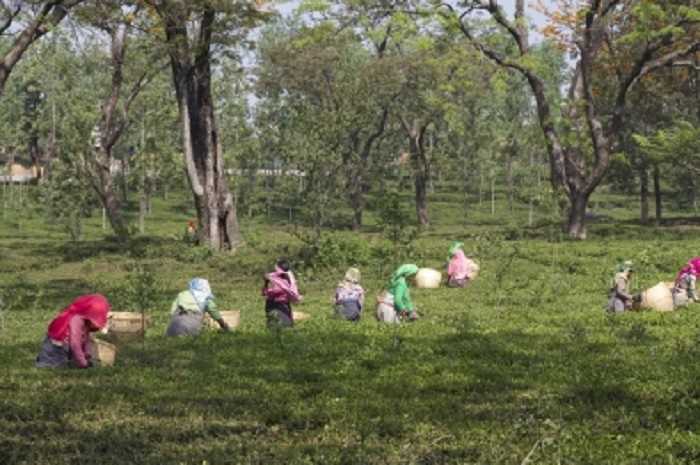 हिमाचल ने बनाया नया लक्ष्य, ब्रिटिश युग के चाय उद्योग को करना है पुनर्जीवित