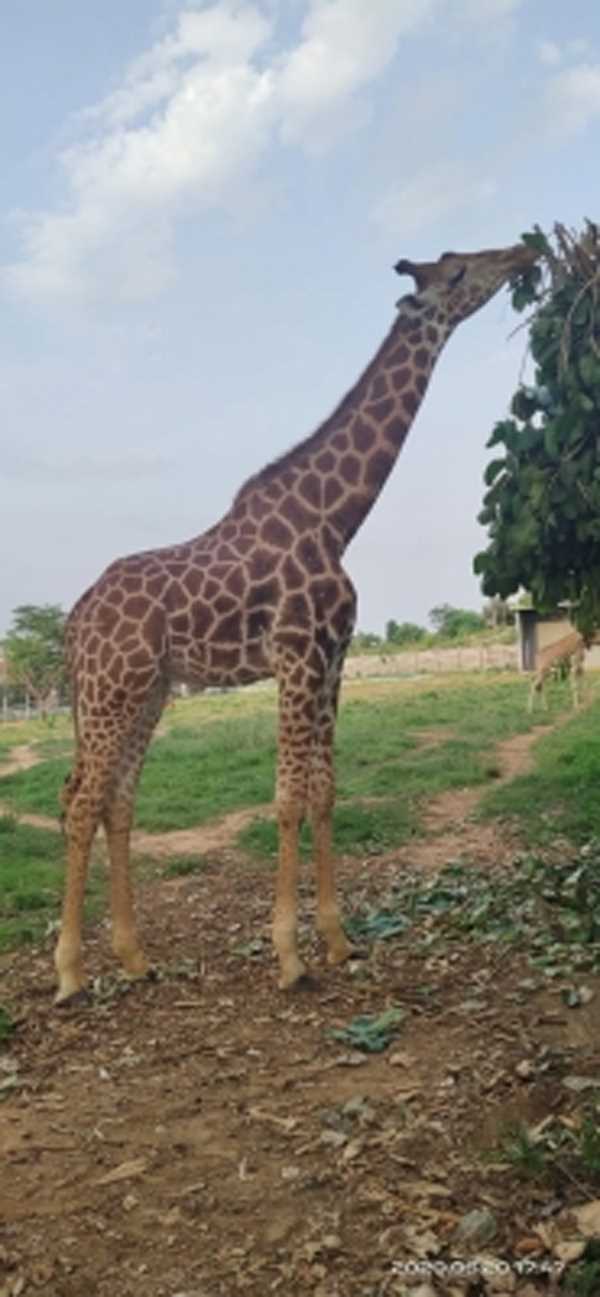 असम के चिड़ियाघर में मादा जिराफ की मौत