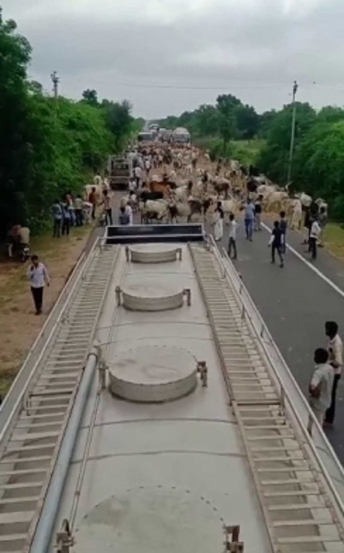 गुजरात राजमार्गों पर हजारों गायों ने यातायात को रोका