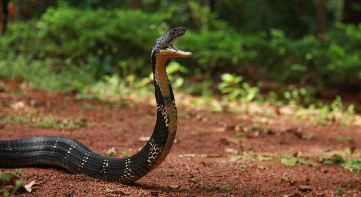 दवाओं की कमी और जलवायु परिवर्तन से बढ़ रही हैं सांप के काटने से होने वाली मौतें