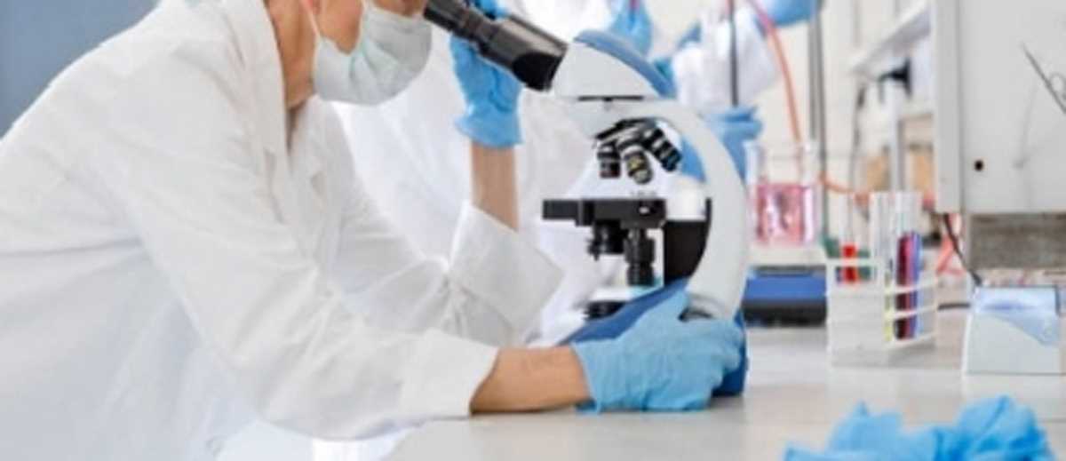 वैज्ञानिकों ने लैब में 0.5 मिमी आकार का मिनी-हार्ट विकसित किया