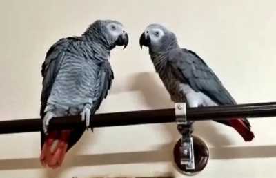 कर्नाटक में लापता तोता मिला, परिवार ने 50 हजार इनाम के बदले दिए 85 हजार रुपये कर्नाटक में लापता तोता मिला, परिवार ने 50 हजार इनाम के बदले दिए 85 हजार रुपये