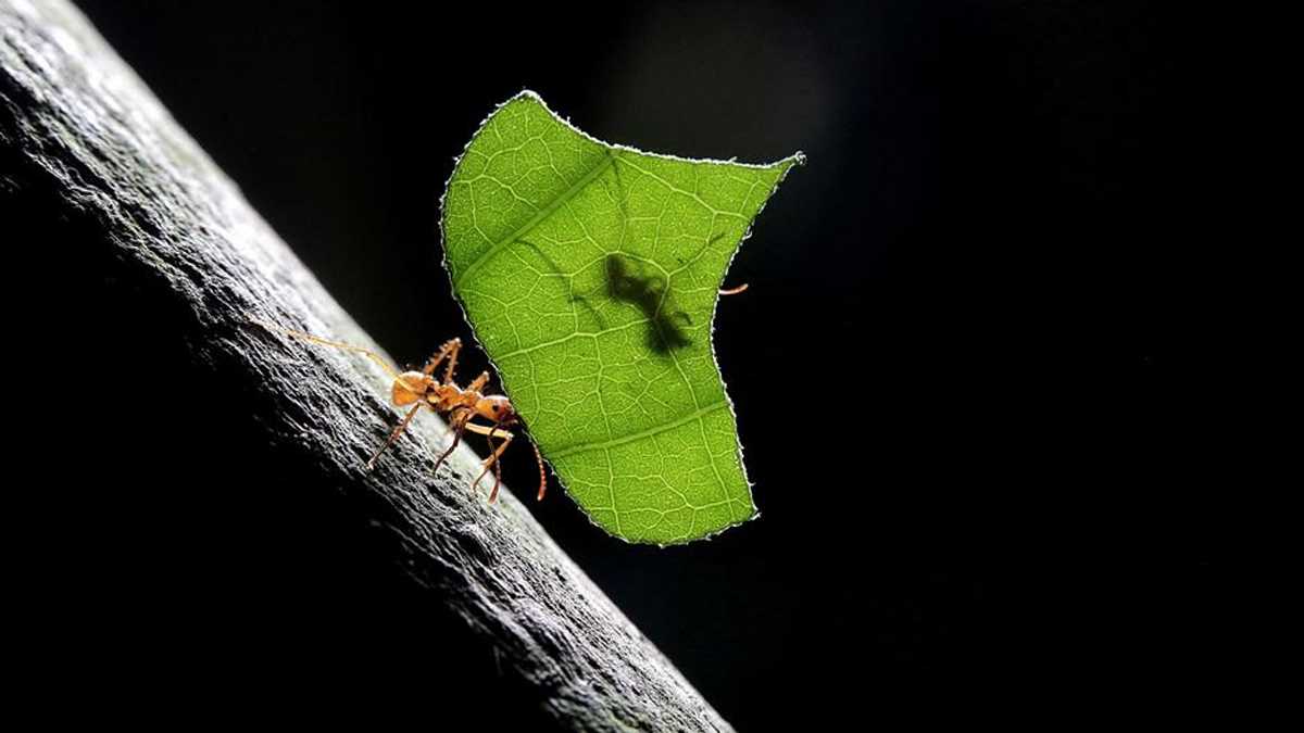 खत्म हो रहे हैं कीट, धरती पर कैसे बचेगा जीवन? खत्म हो रहे हैं कीट, धरती पर कैसे बचेगा जीवन?