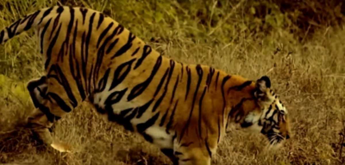 MANIT में घुस आया बाघ, कॉलेज प्रबंधन ने कैंसिल की क्लासेस, हॉस्टल में दुबके छात्र