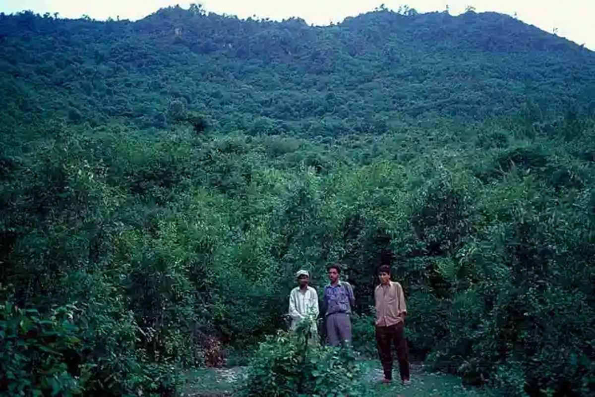 विश्राम देने से जी उठा जंगल