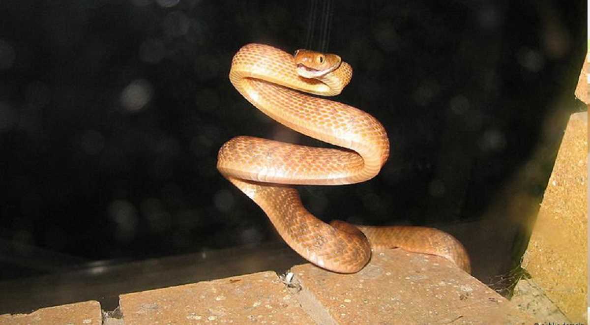 दो घुसपैठिया प्रजातियों से दुनिया को हो चुका 16 अरब डॉलर का नुकसान