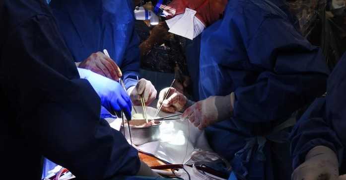 ऐतिहासिक: इंसान में सफलतापूर्वक प्रत्यारोपित हुआ सूअर का दिल