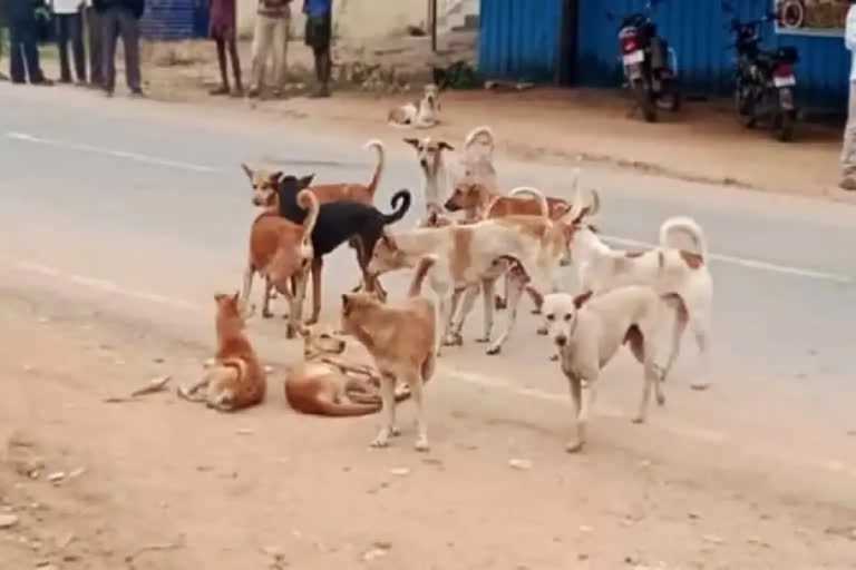 हैदराबाद में आवारा कुत्तों ने डेढ़ साल के बच्चे को नोंचा, मौत