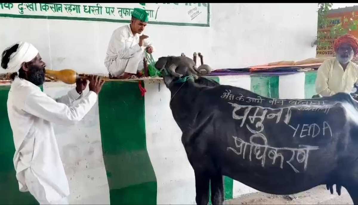 अनिश्चितकालीन धरने पर बैठे किसानों ने भैंस के आगे बीन बजा कर किया विरोध