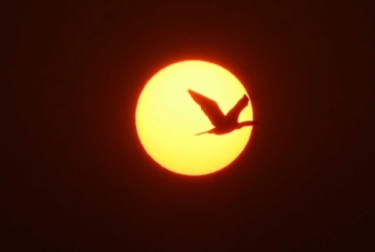 श्रीलंका में पक्षियों की 81 प्रजातियों पर विलुप्त होने का खतरा