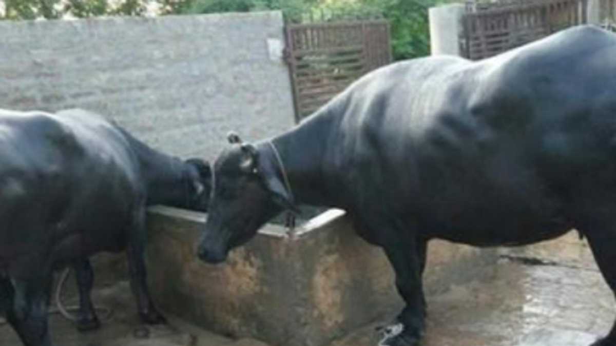 बीस दिन बाद भी भैंस लूट की घटना का खुलासा नहीं कर पाई पुलिस