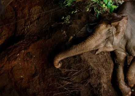 हाईटेंशन लाइन की चपेट में आने से हाथी की मौत